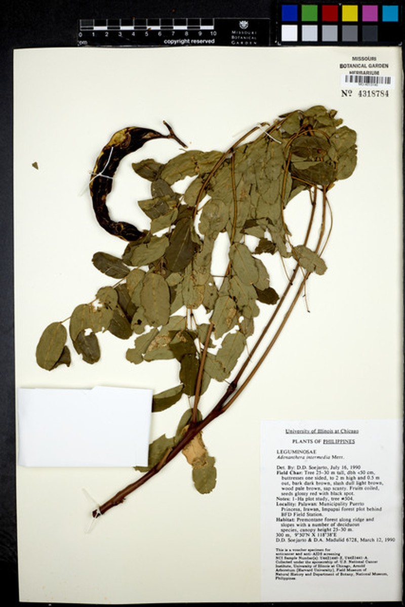 Adenanthera intermedia photo 4