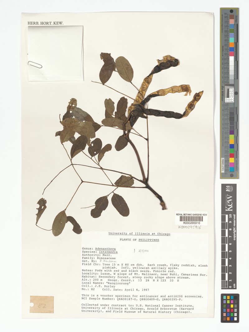 Adenanthera intermedia photo 5