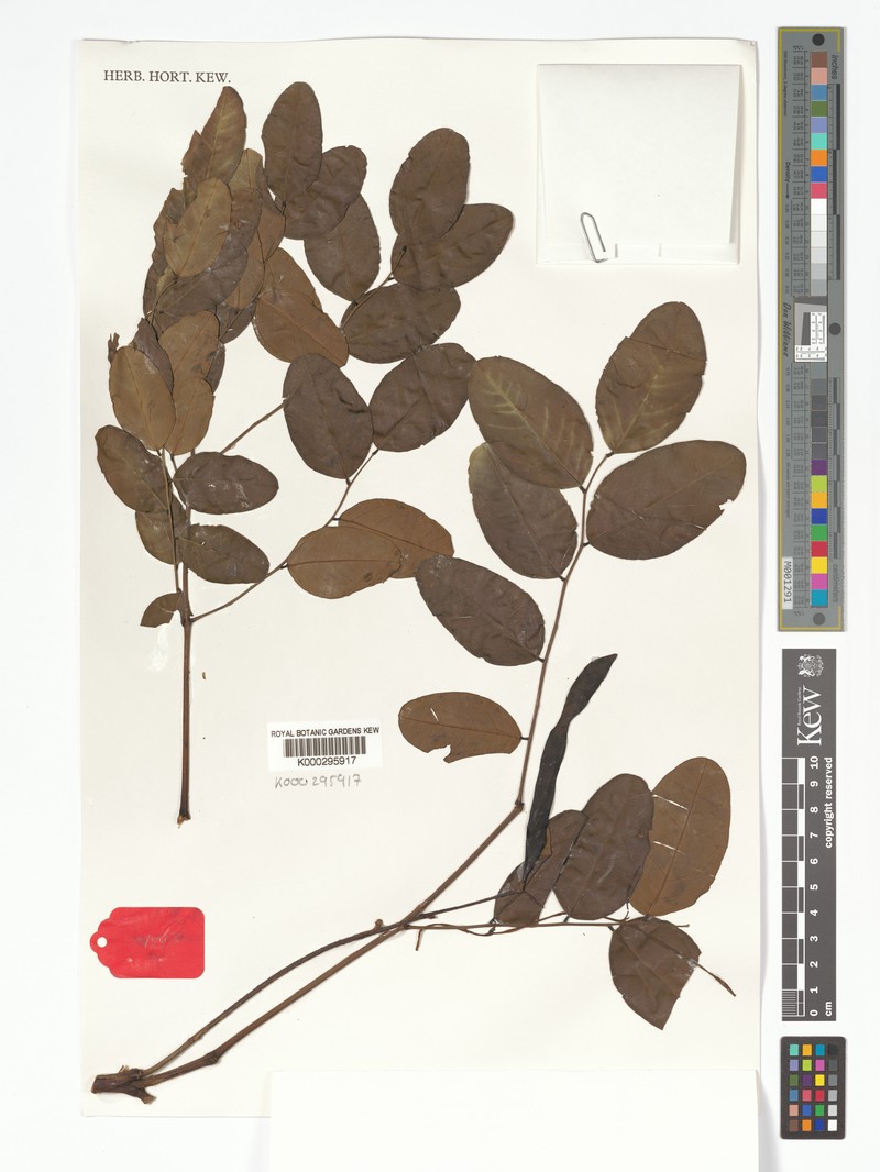 Adenanthera intermedia photo 6