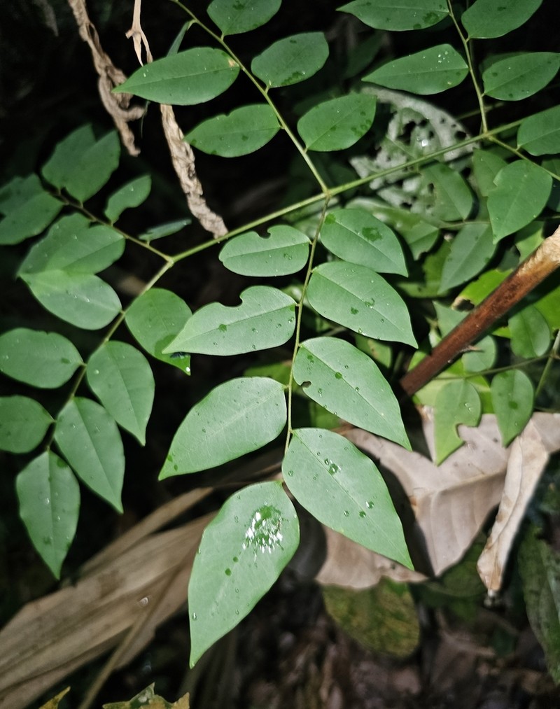 Adenanthera malayana
