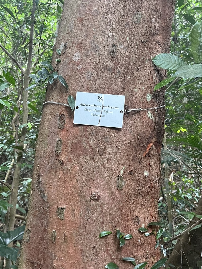 Adenanthera malayana photo 2