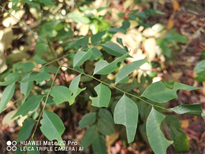 Adenanthera malayana photo 4