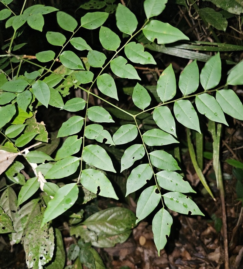 Adenanthera malayana photo 8
