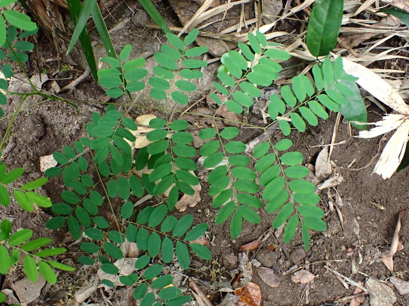 Adenanthera microsperma photo 2