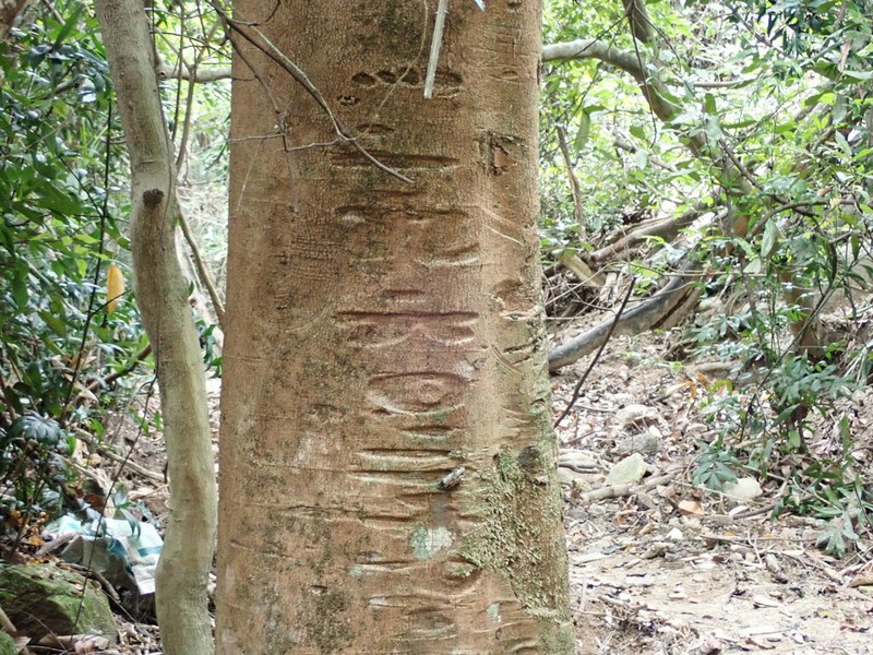 Adenanthera microsperma photo 3