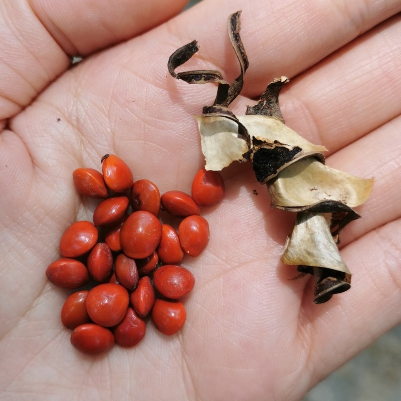 Adenanthera microsperma photo 4