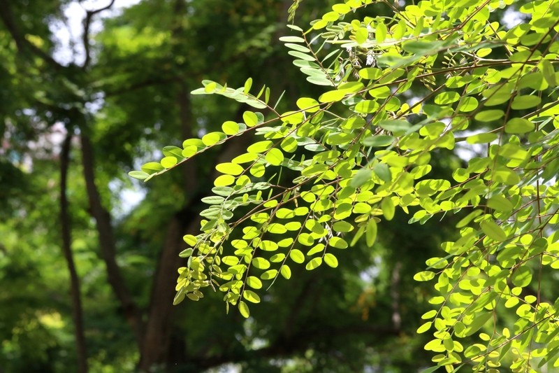 Adenanthera microsperma