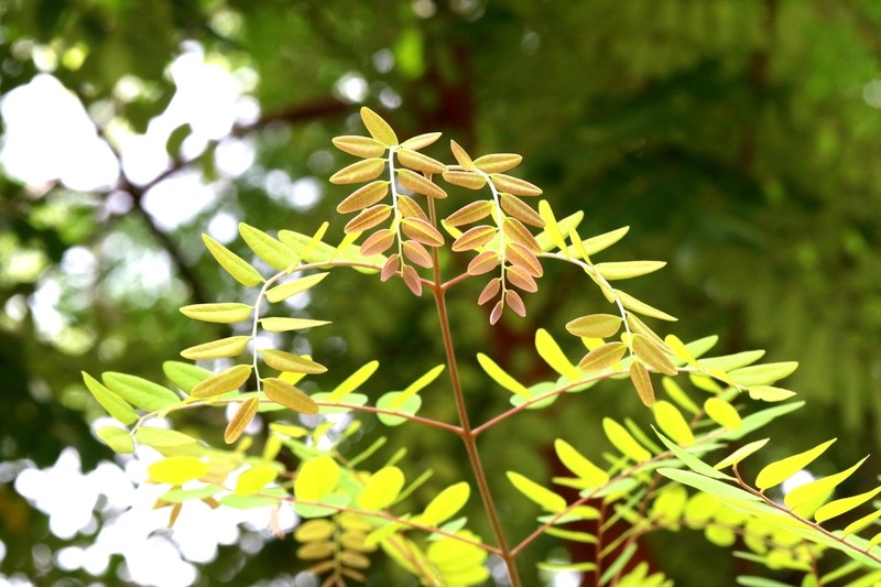 Adenanthera microsperma photo 5