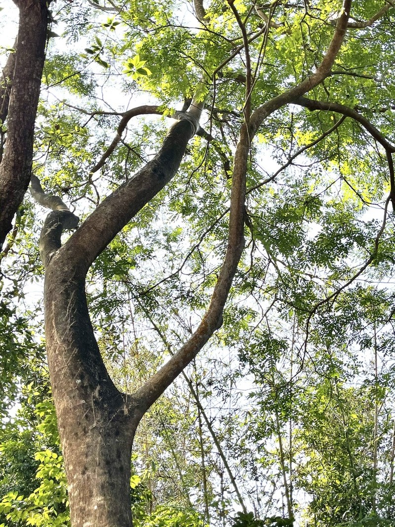 Adenanthera microsperma photo 6