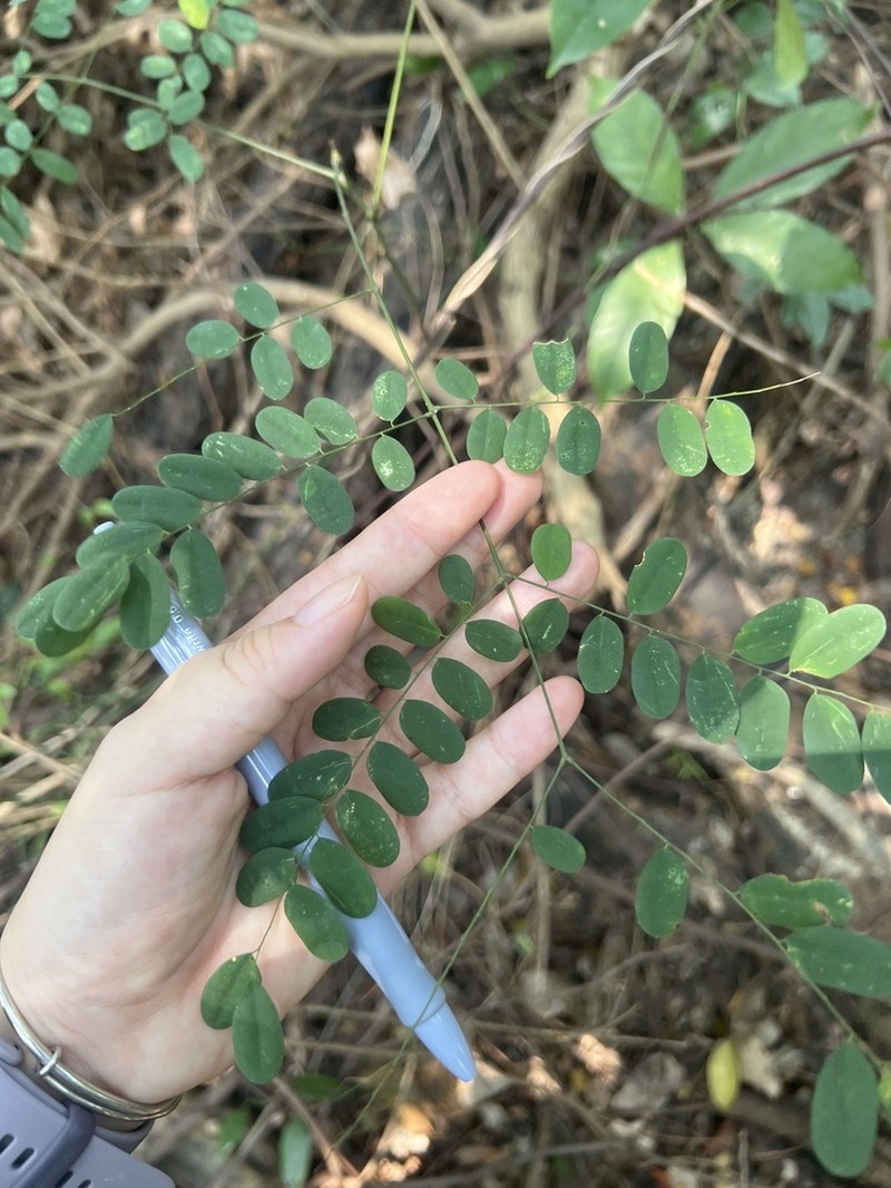 Adenanthera microsperma photo 8
