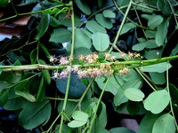 Adenanthera novoguineensis