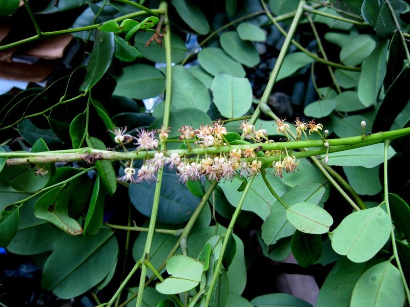 Adenanthera novoguineensis