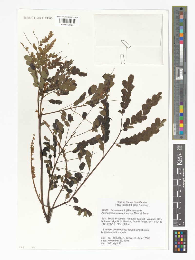 Adenanthera novoguineensis photo 2