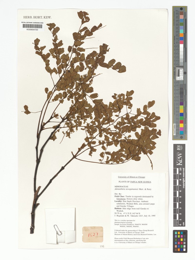 Adenanthera novoguineensis photo 3