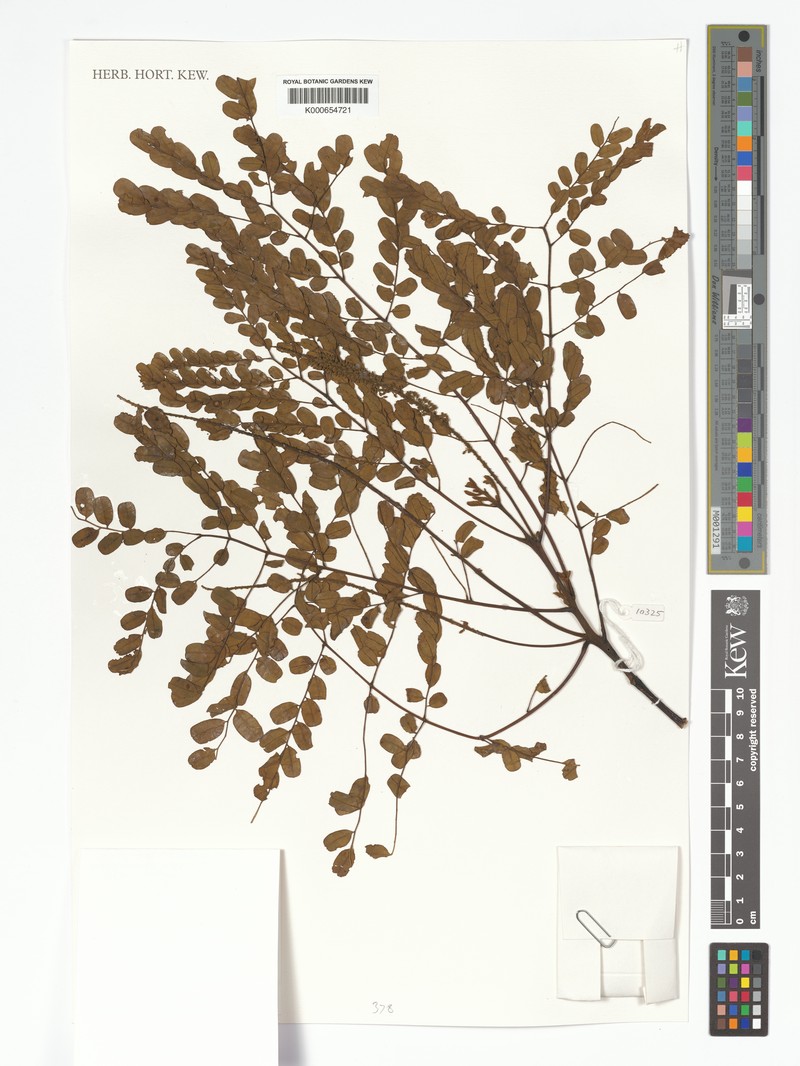 Adenanthera novoguineensis photo 4