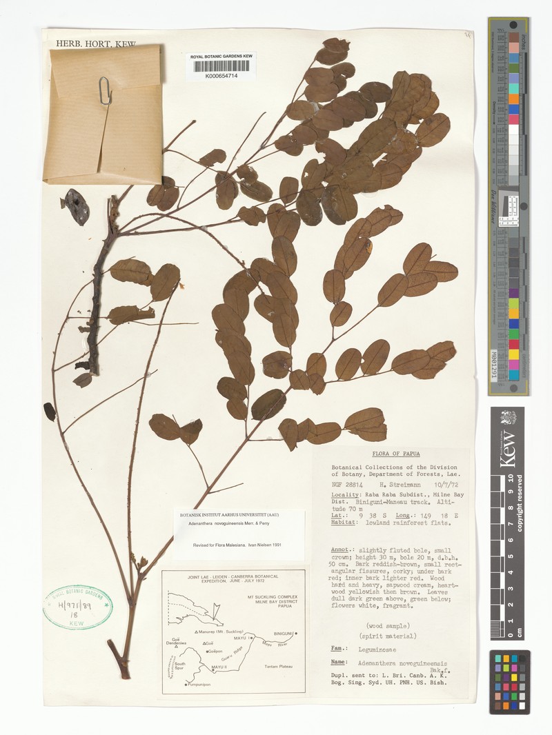 Adenanthera novoguineensis photo 5