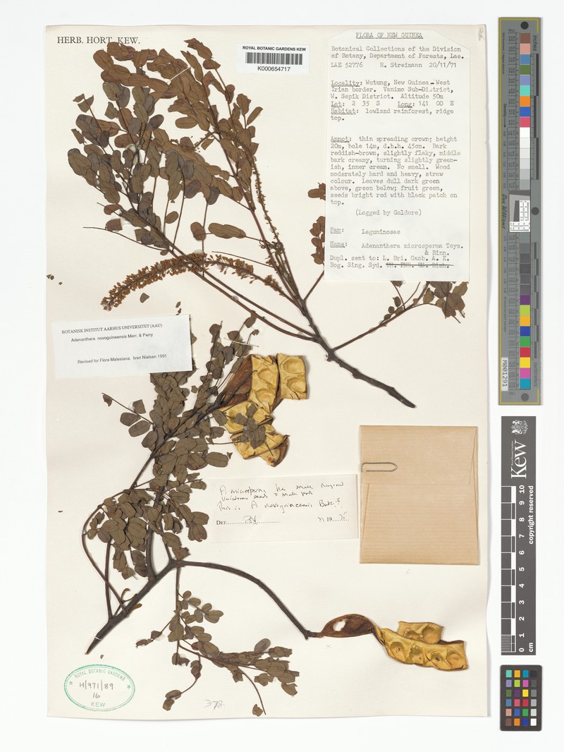 Adenanthera novoguineensis photo 6