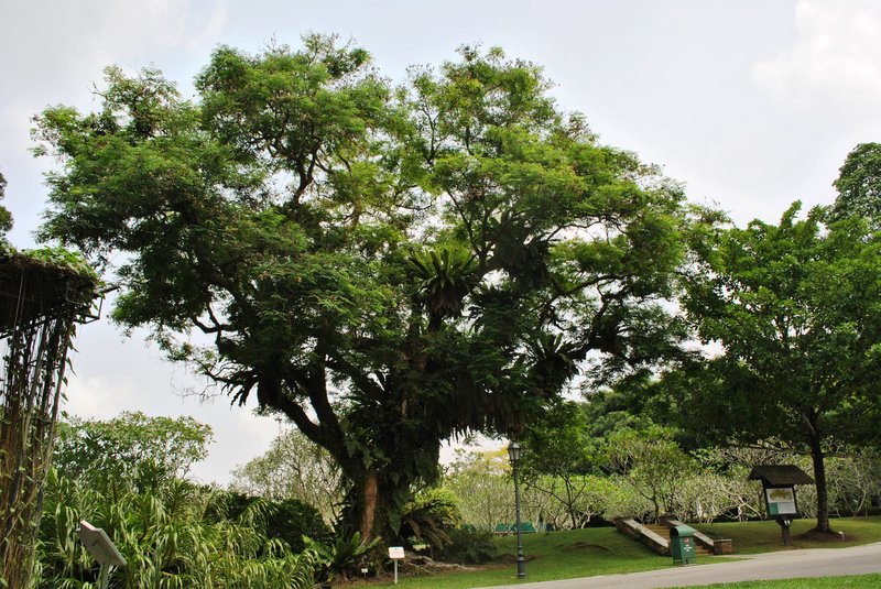 Red Beadtree photo 2
