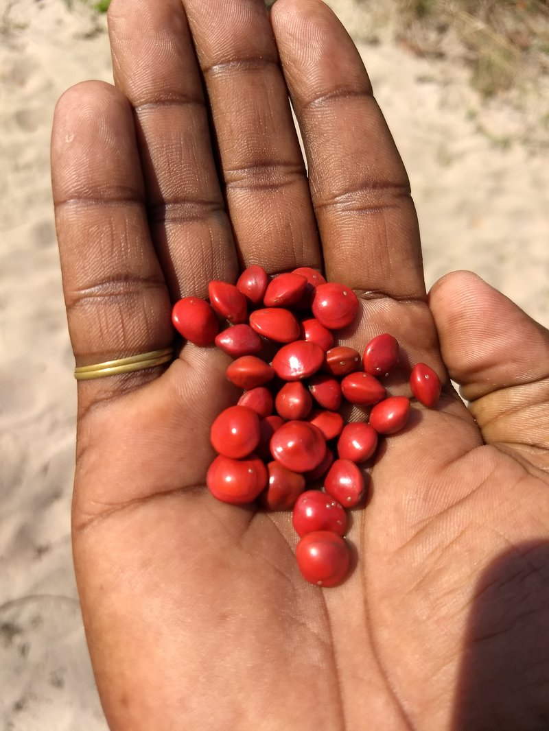 Red Beadtree photo 3