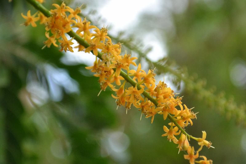 Red Beadtree photo 4