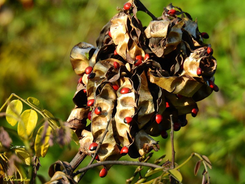 Red Beadtree photo 5