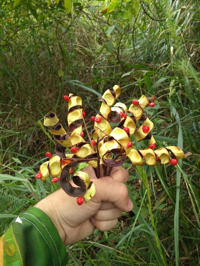 Red Beadtree photo 7