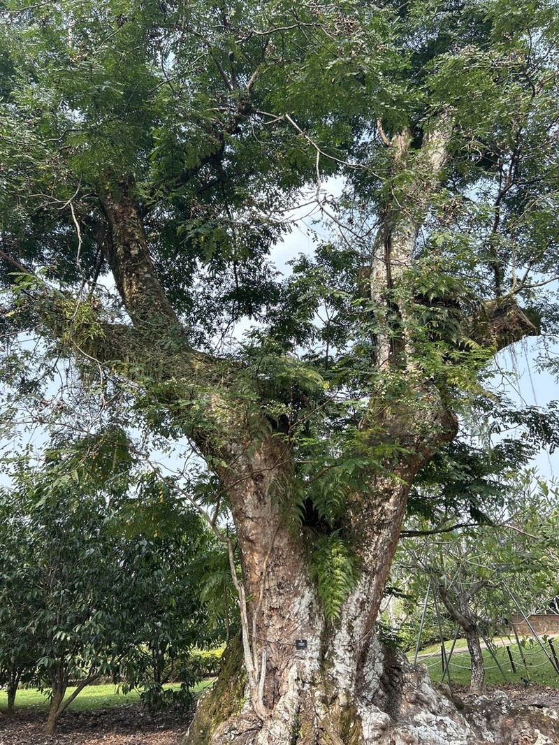 Red Beadtree photo 8