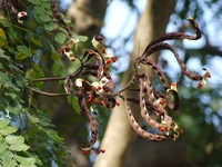 Red Beadtree