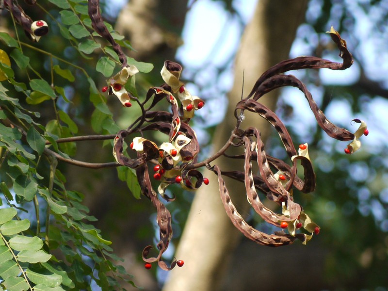 Red Beadtree