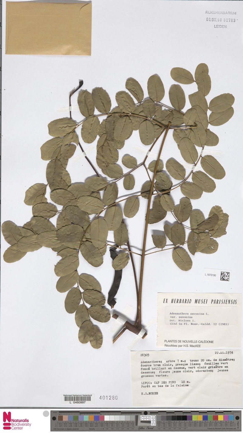 Adenanthera pavonina var. pavonina
