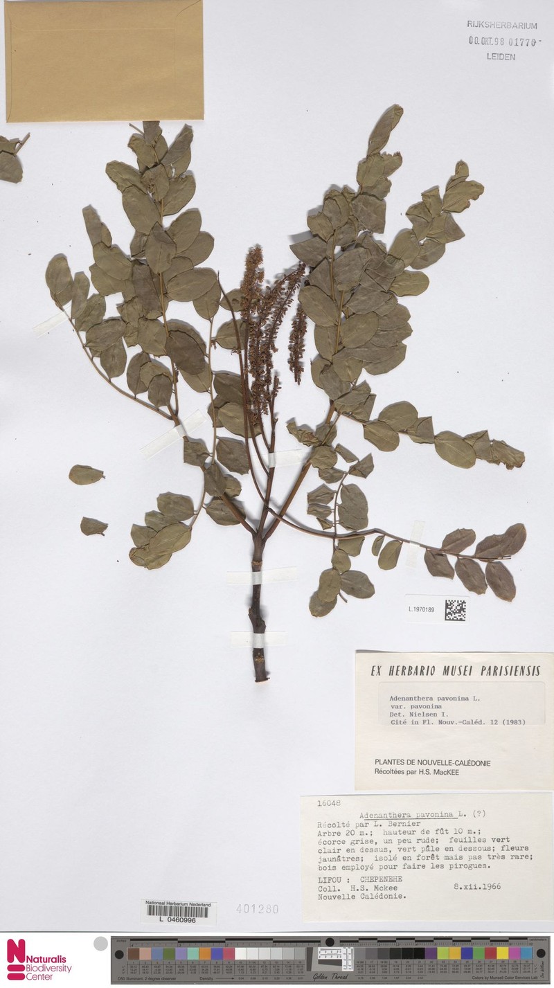 Adenanthera pavonina var. pavonina photo 2