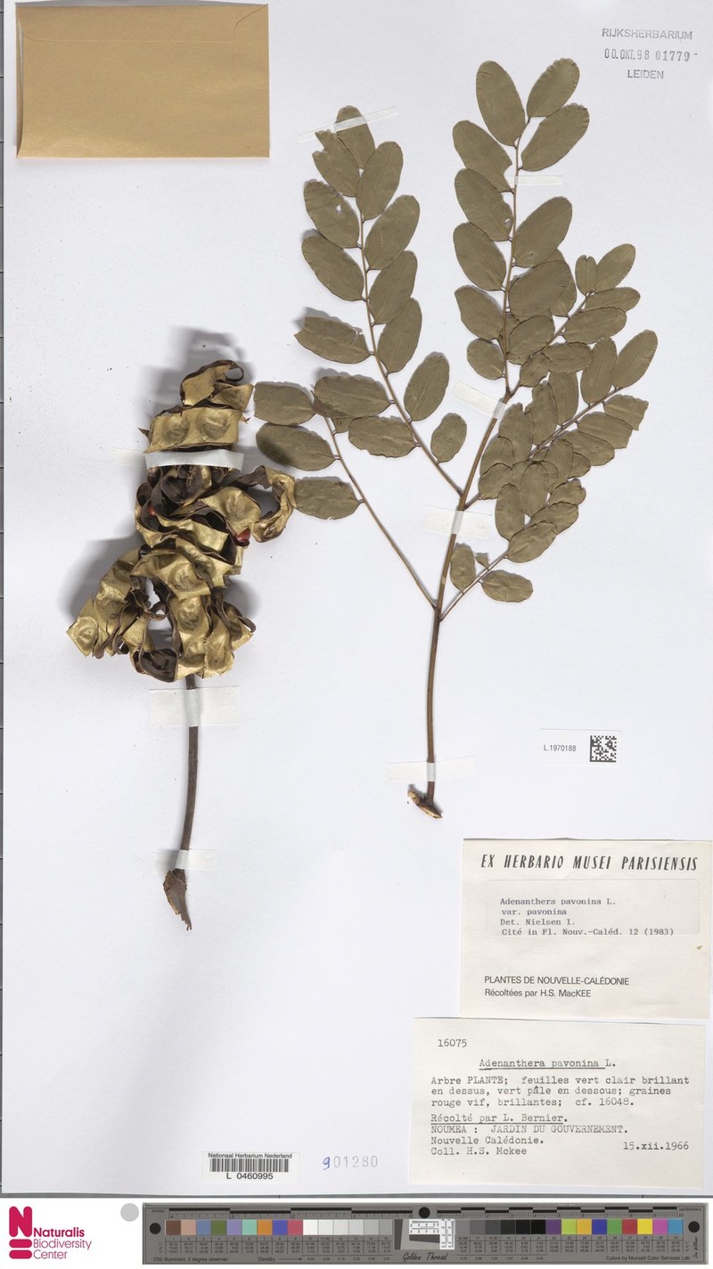 Adenanthera pavonina var. pavonina photo 3