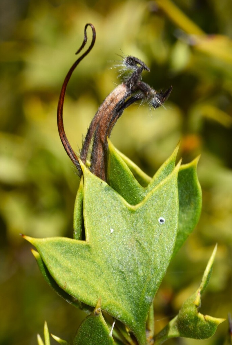 Adenanthos acanthophyllus