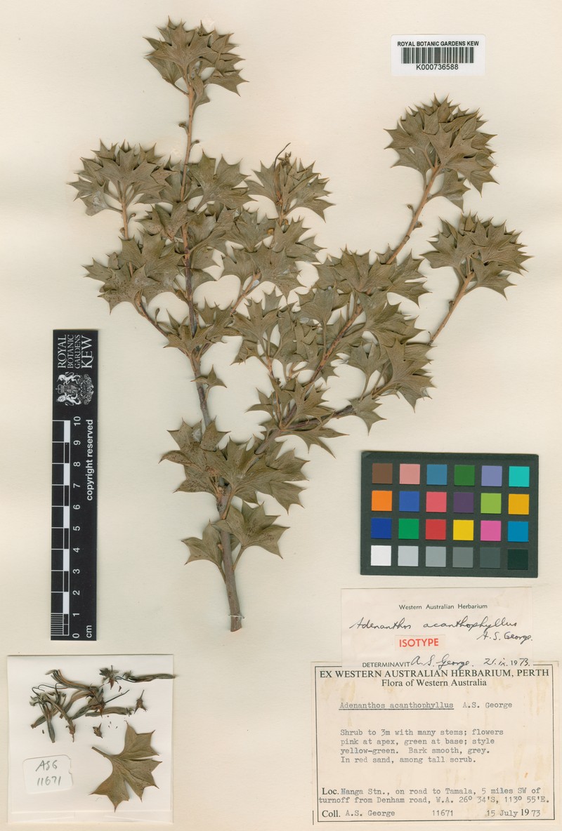 Adenanthos acanthophyllus photo 3