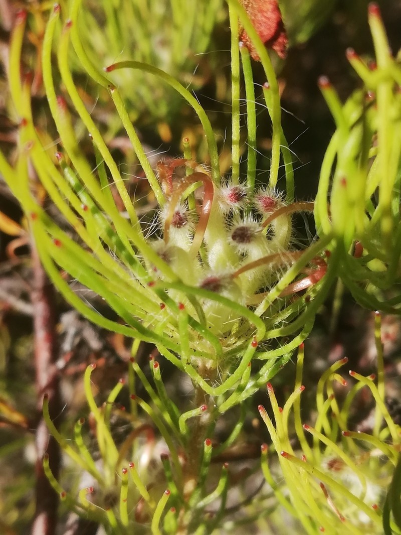 Adenanthos apiculatus