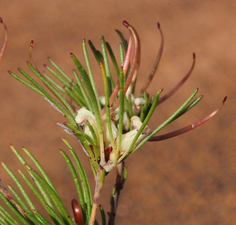Adenanthos apiculatus photo 4