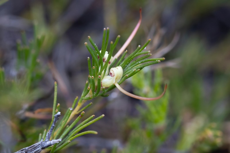 Adenanthos apiculatus photo 5