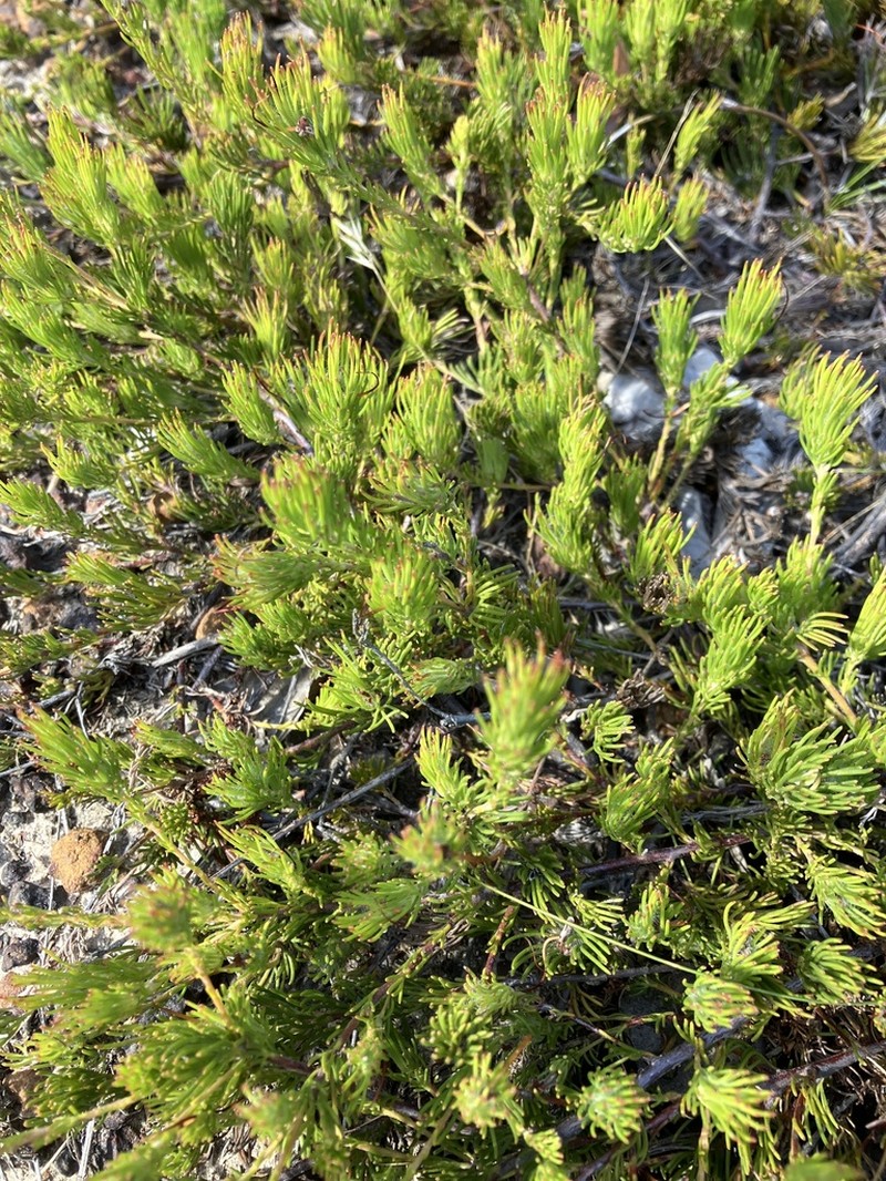 Adenanthos apiculatus photo 6