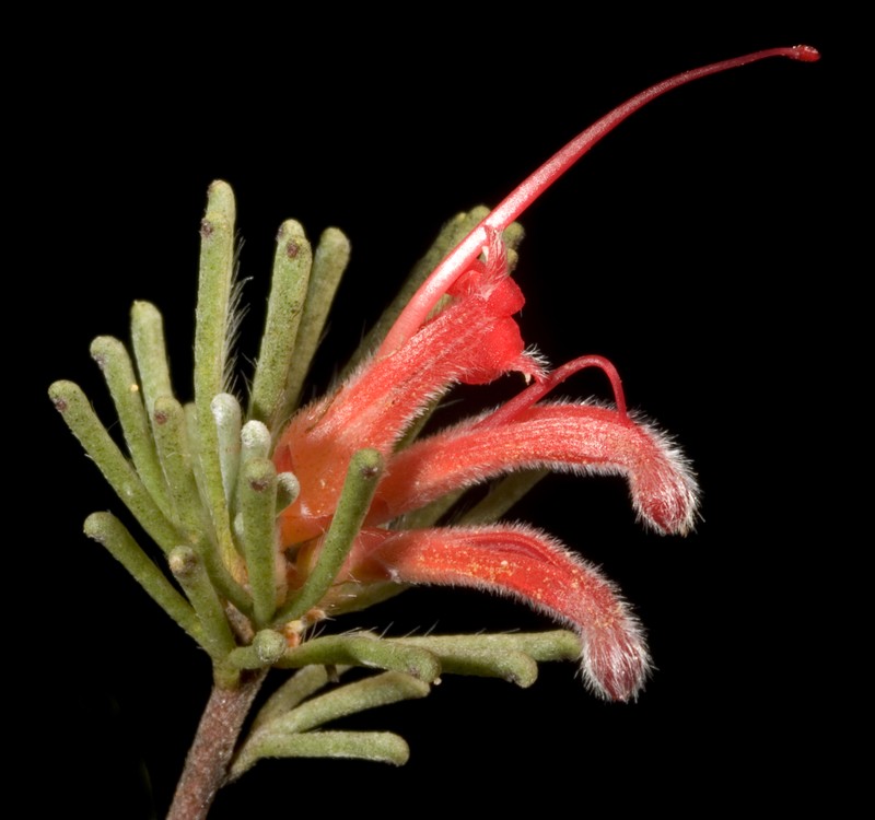 Adenanthos argyreus