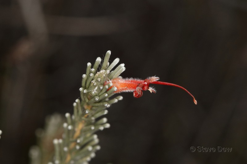 Adenanthos argyreus photo 2