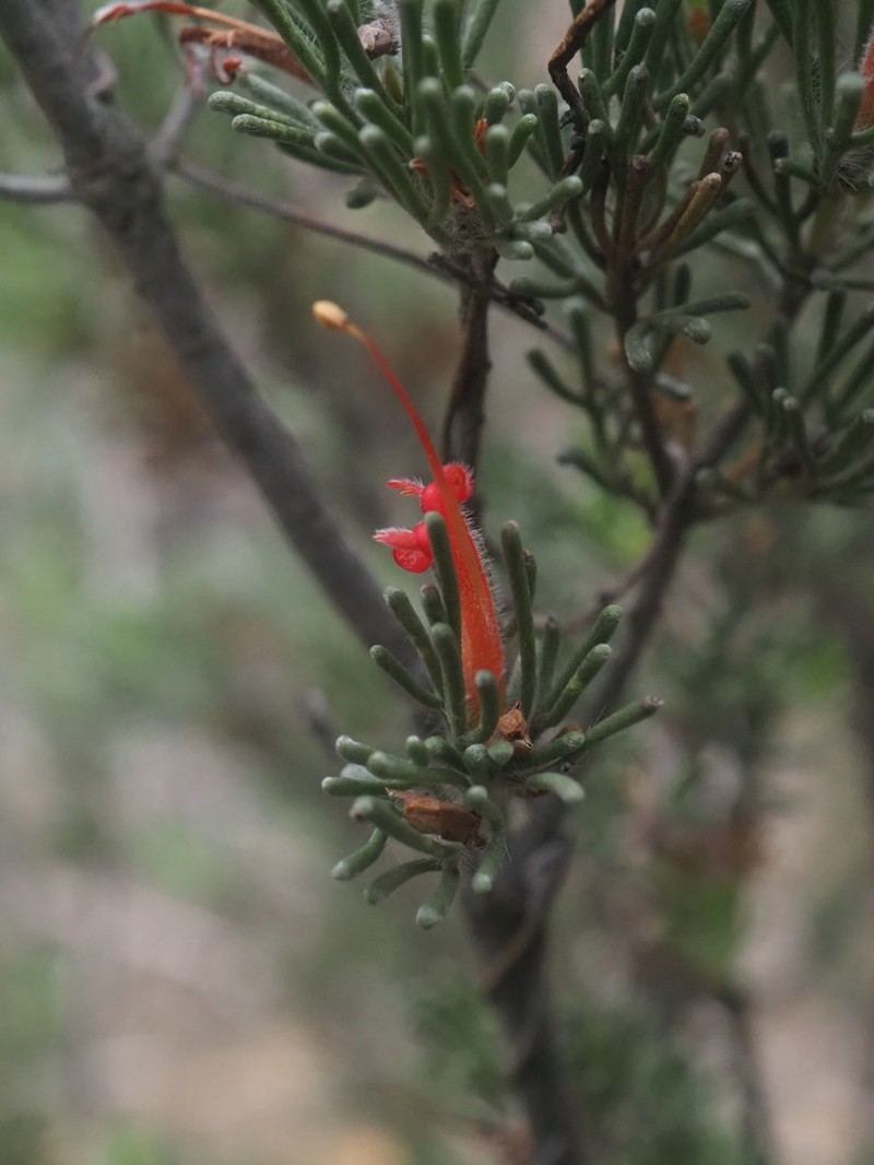 Adenanthos argyreus photo 3
