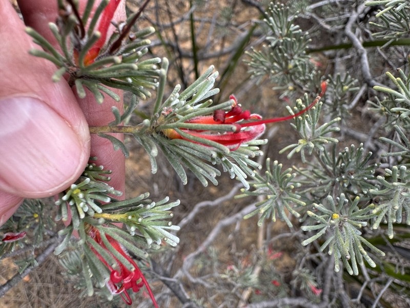 Adenanthos argyreus photo 4