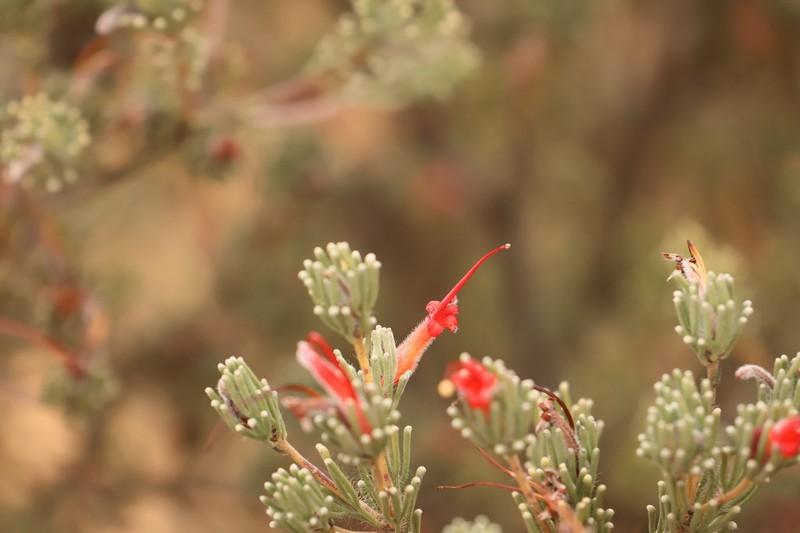 Adenanthos argyreus photo 5