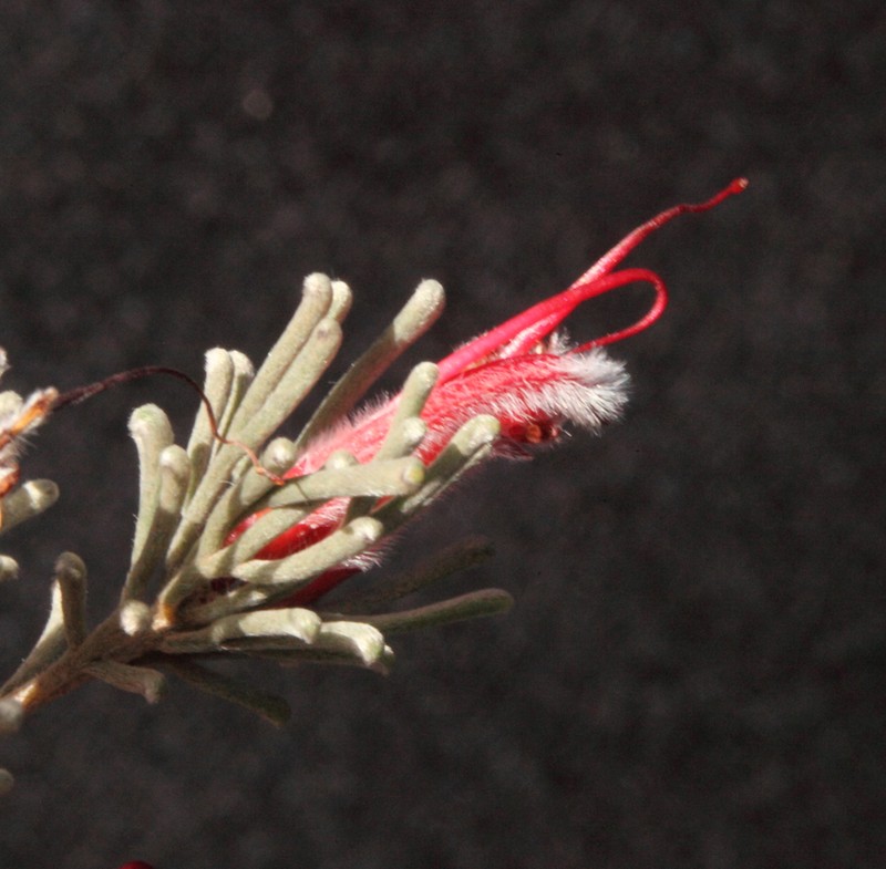 Adenanthos argyreus photo 6