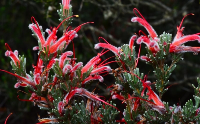 Adenanthos argyreus photo 7