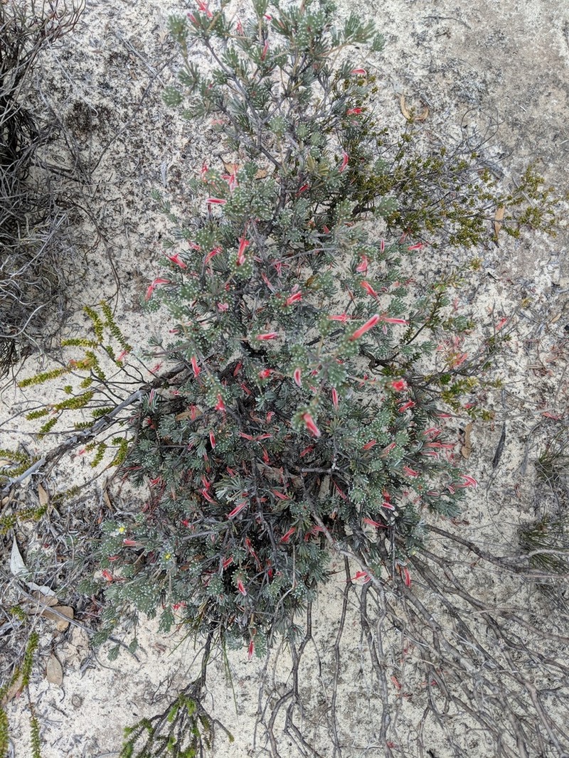 Adenanthos argyreus photo 8