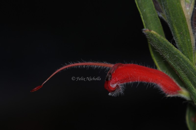 Adenanthos barbiger photo 2