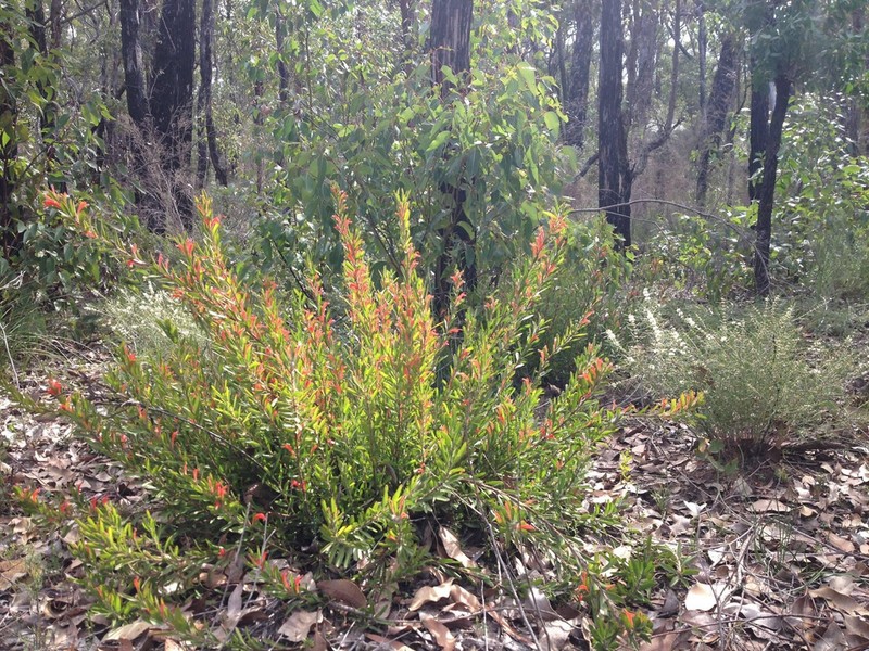 Adenanthos barbiger photo 3