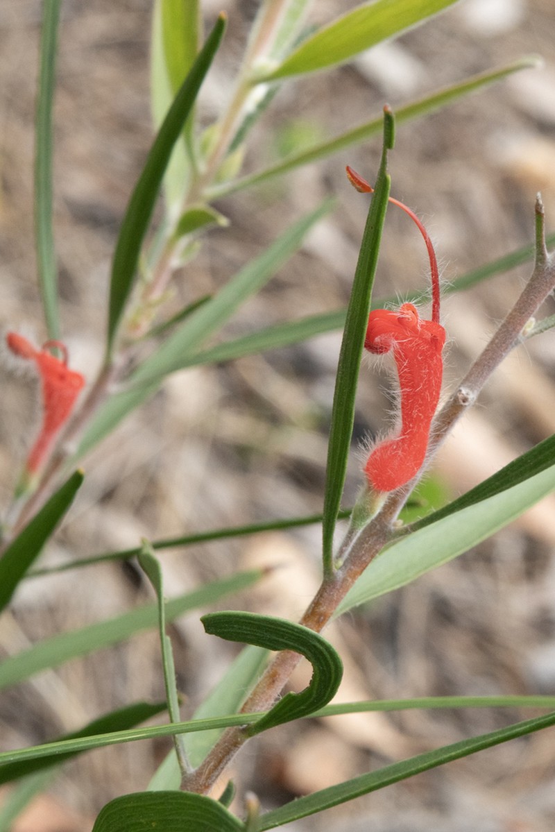 Adenanthos barbiger photo 4