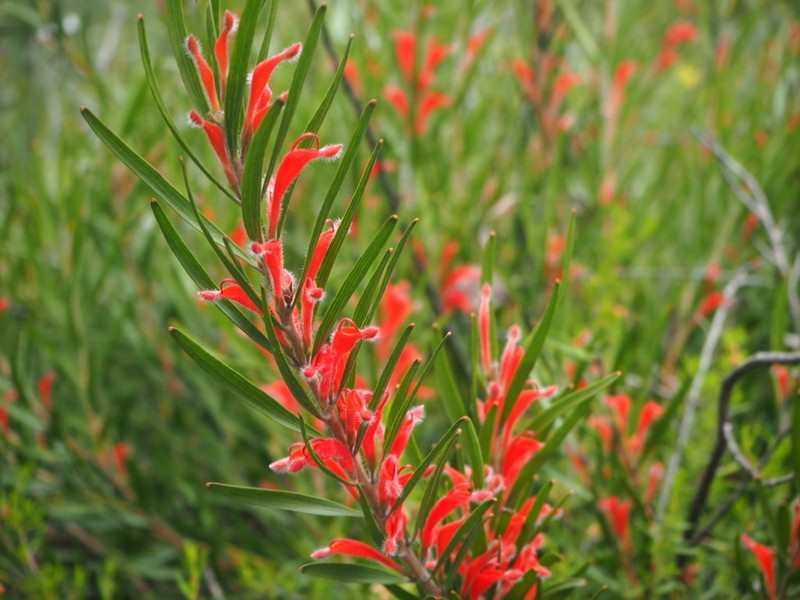 Adenanthos barbiger photo 5